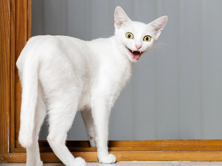 Why Do Cats Pant? 8 Reasons