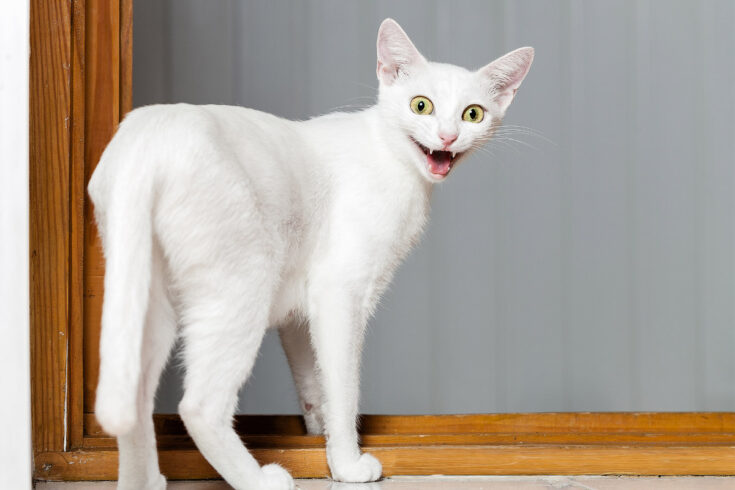white cat with mouth open