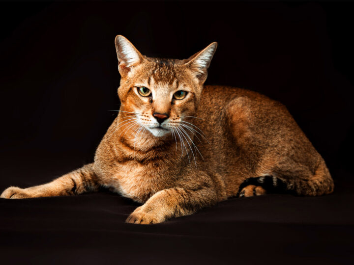 16 Largest Breeds of Cat