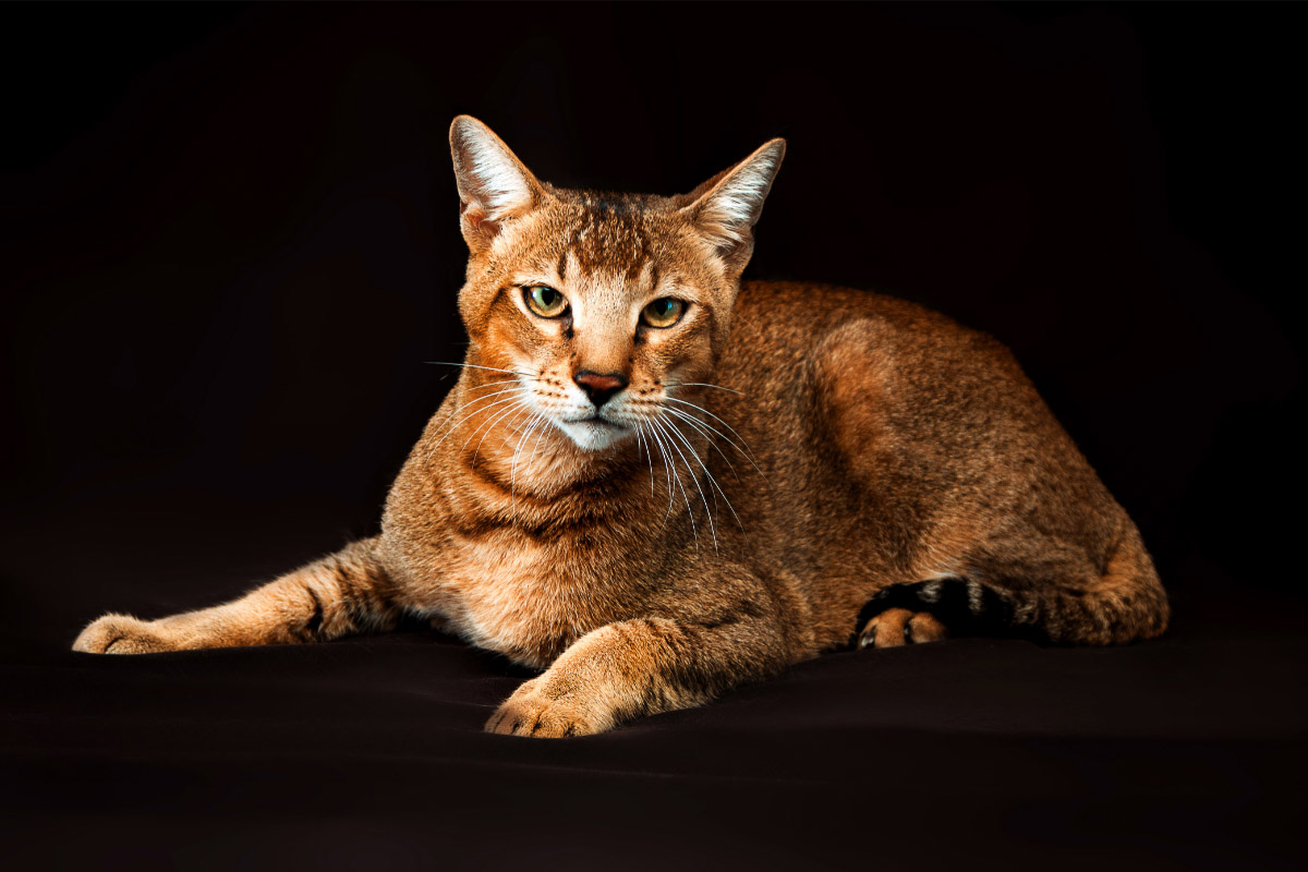 Chausie Tabby cat in a sitting position over a black background.