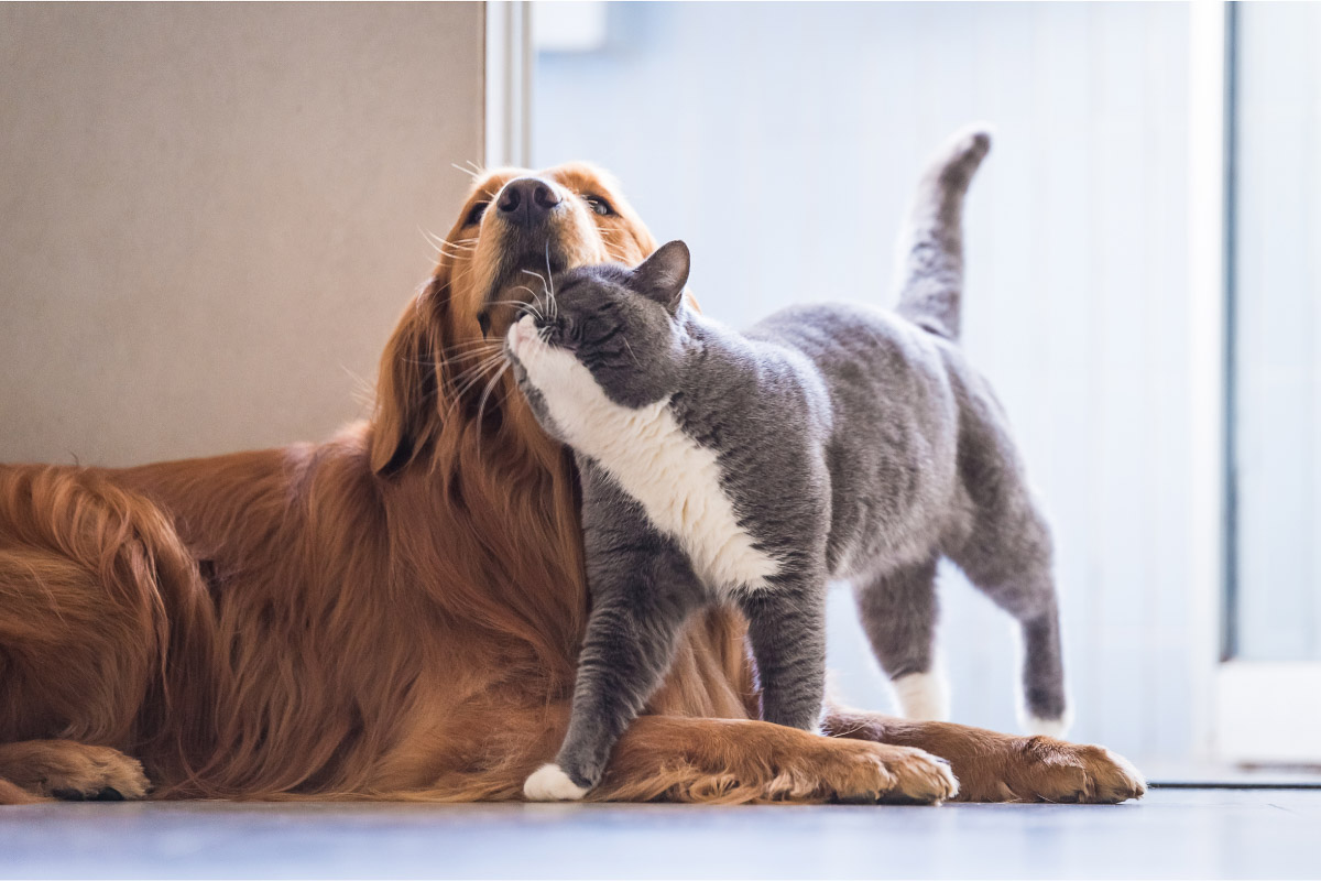 golden retriever dog and grey british short hair cat ru