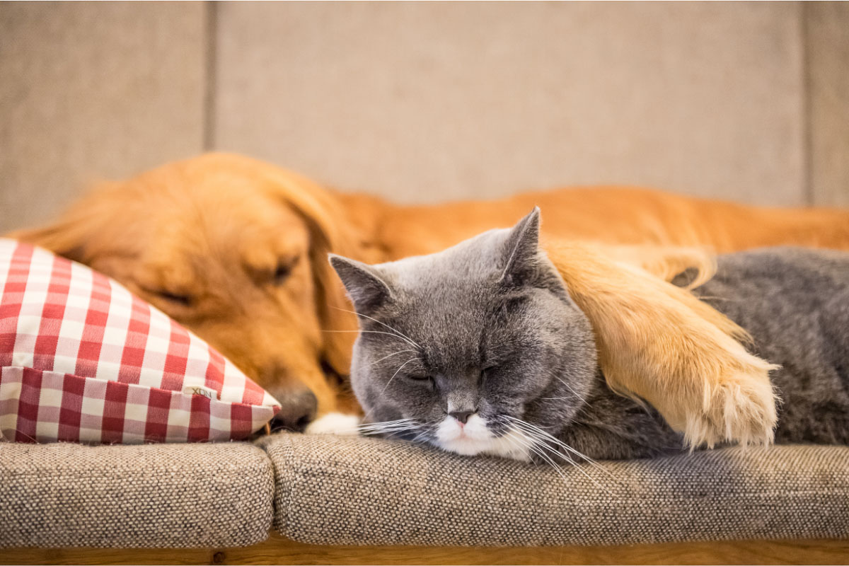 chien golden retriever et chat gris british à poil court à