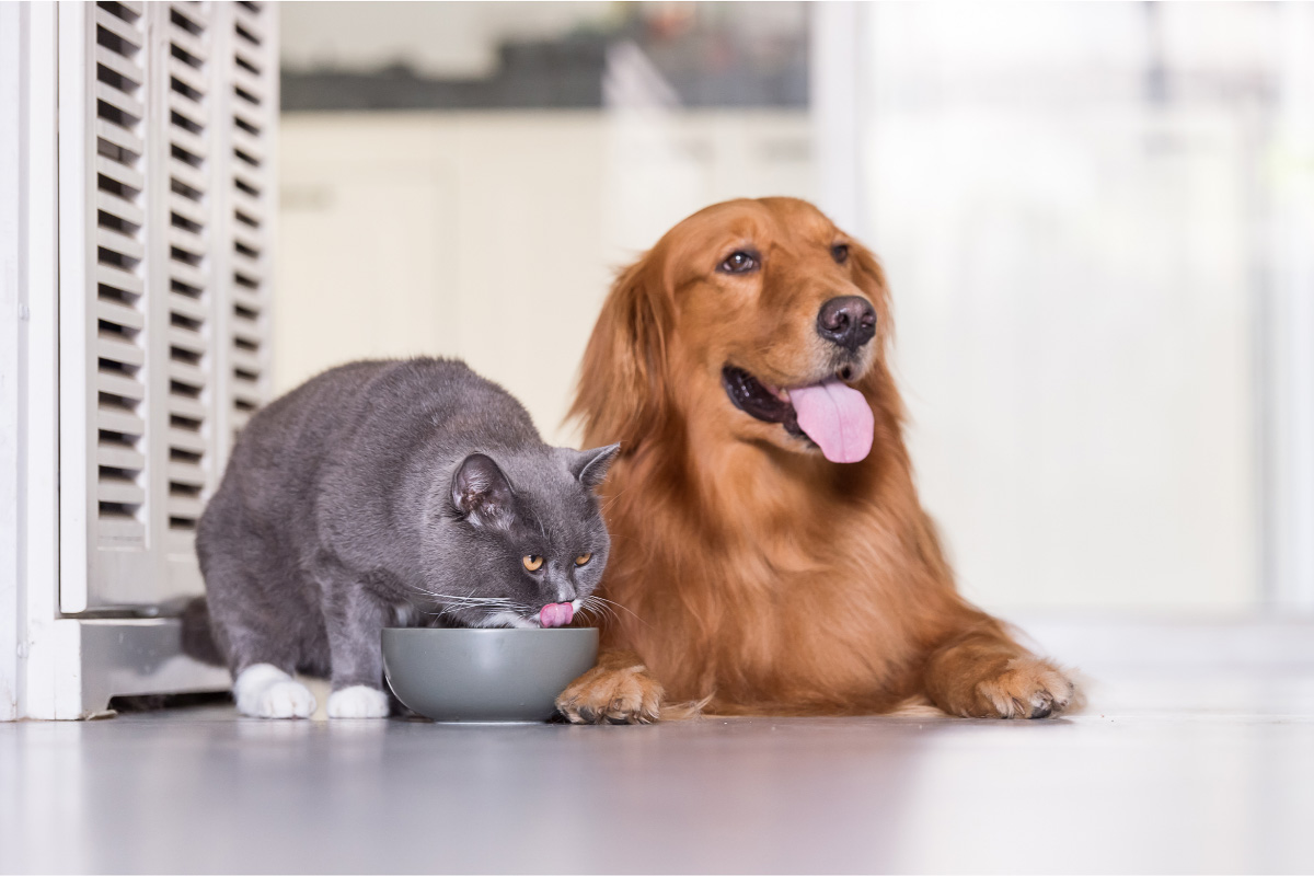 golden retriever dog and grey british short hair cat to