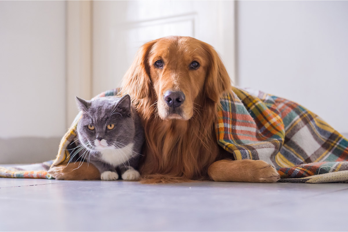 Golden Retrievers and Cats | 11 Things You Need to Know 10 golden retriever dog and grey british short hair cat to