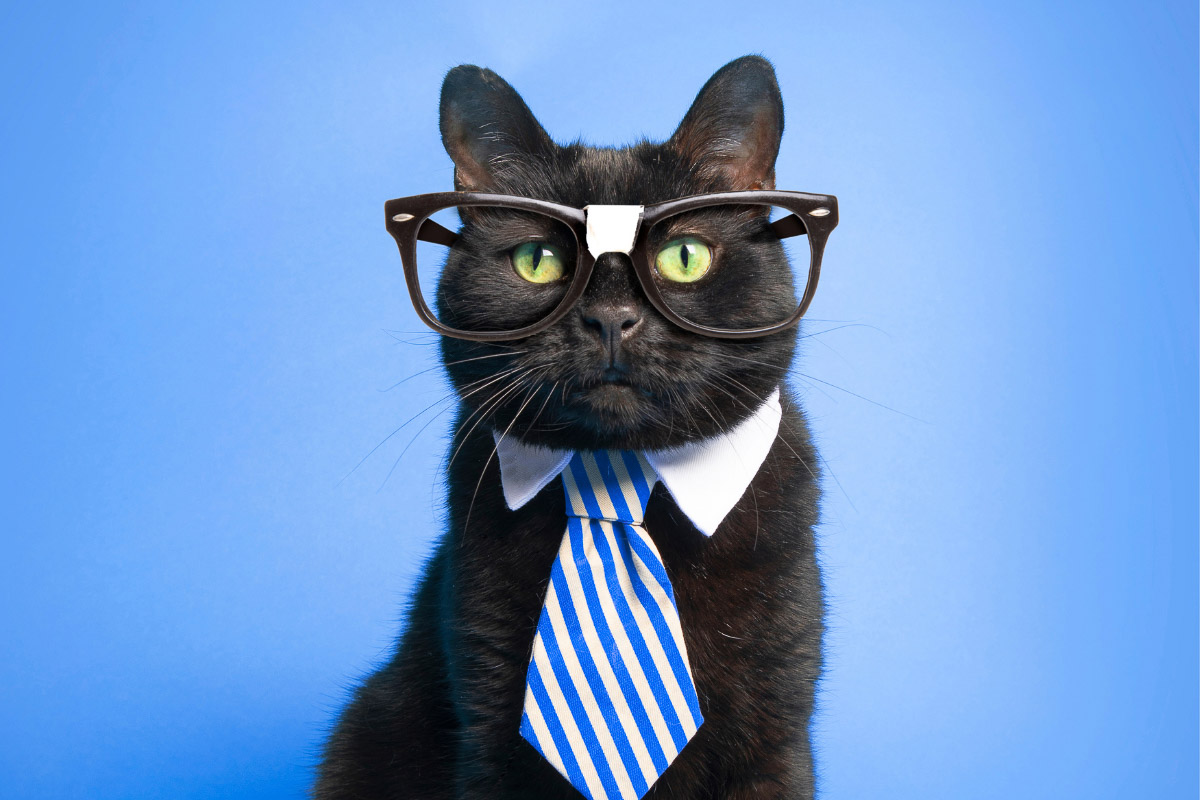 Black cat wearing glasses and a tie over a bluish background.