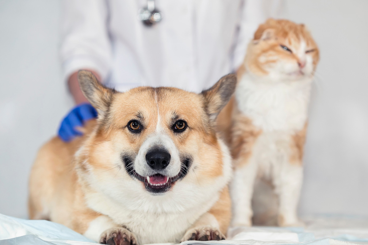 corgi and ginger cat at vet