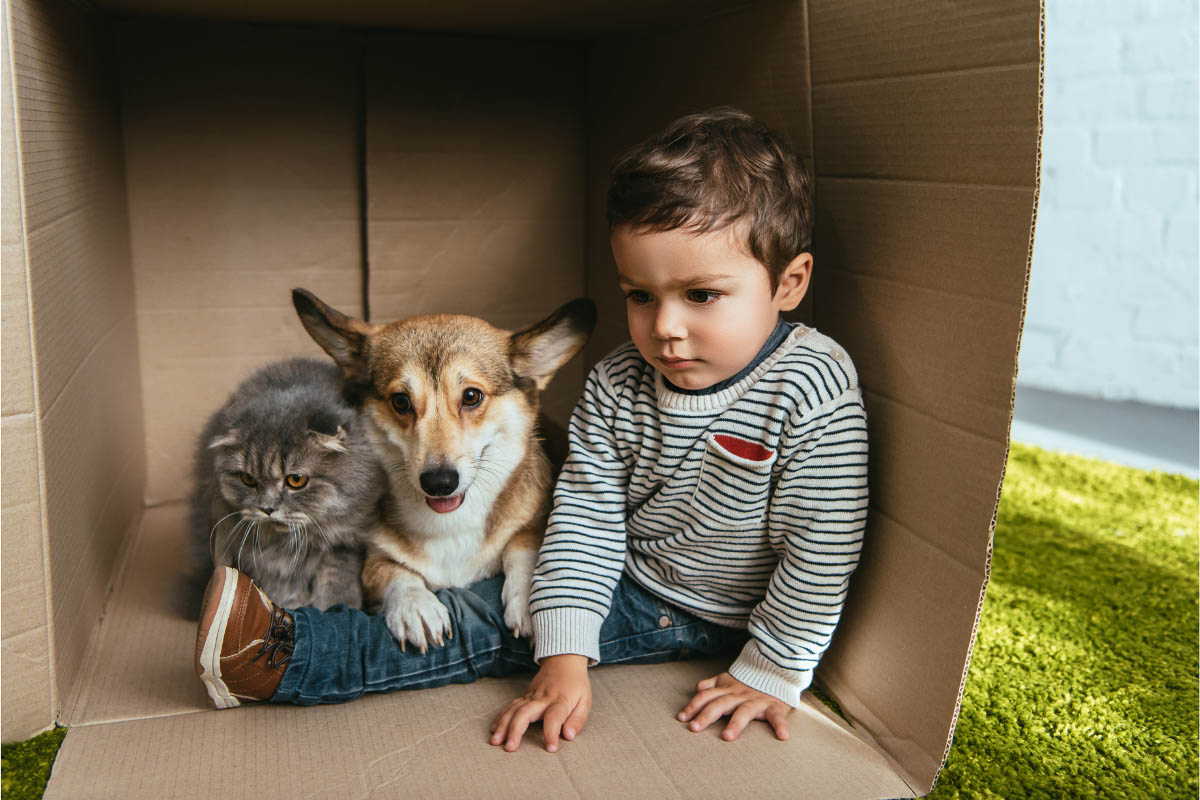 Corgis and Cats: 15 Things You Need to Know 5 corgi cat and kid in a cardboard box