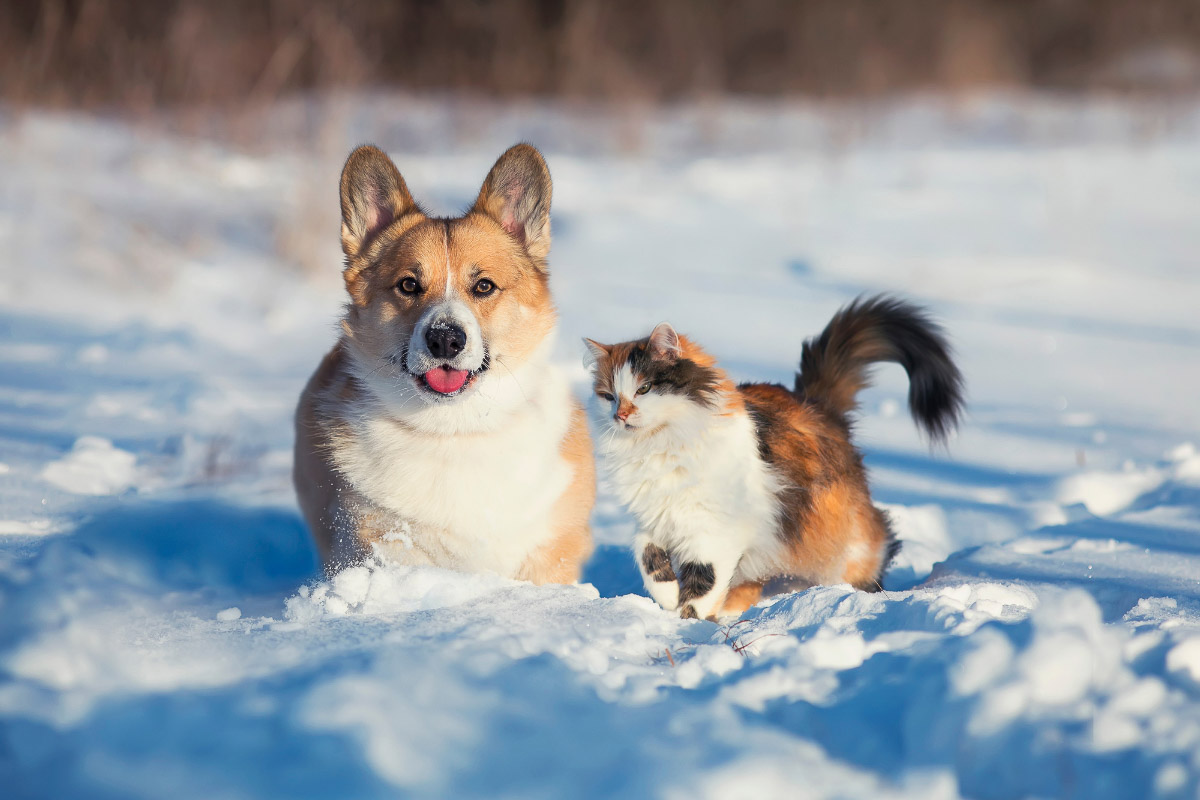 corgi dog and long haired tabby cat in snow