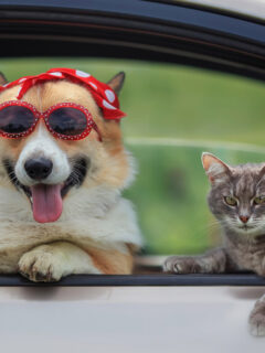 corgi in bandana and sunglases with grey cat in car