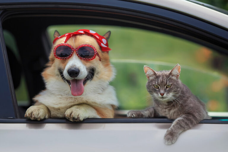 15 Things You Need to Know about and Cats I Discerning Cat