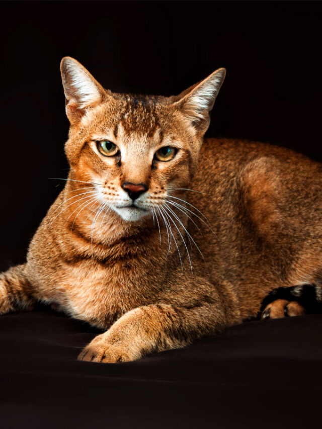 16 Largest Breeds of Cat Story The Discerning Cat