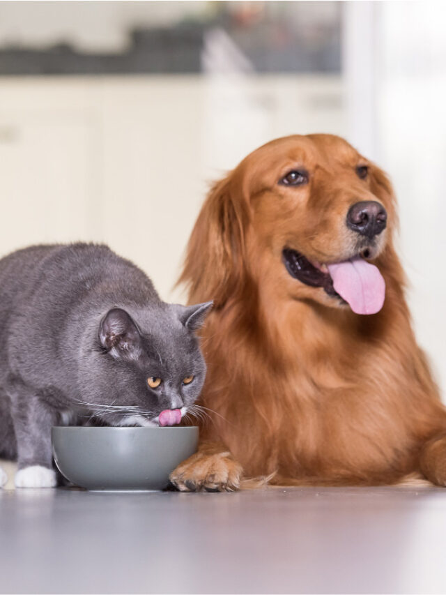 Golden Retrievers and Cats Story The Discerning Cat