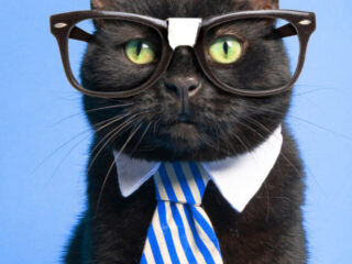cropped-black-cat-wearing-glasses-and-a-tie-1.jpg
