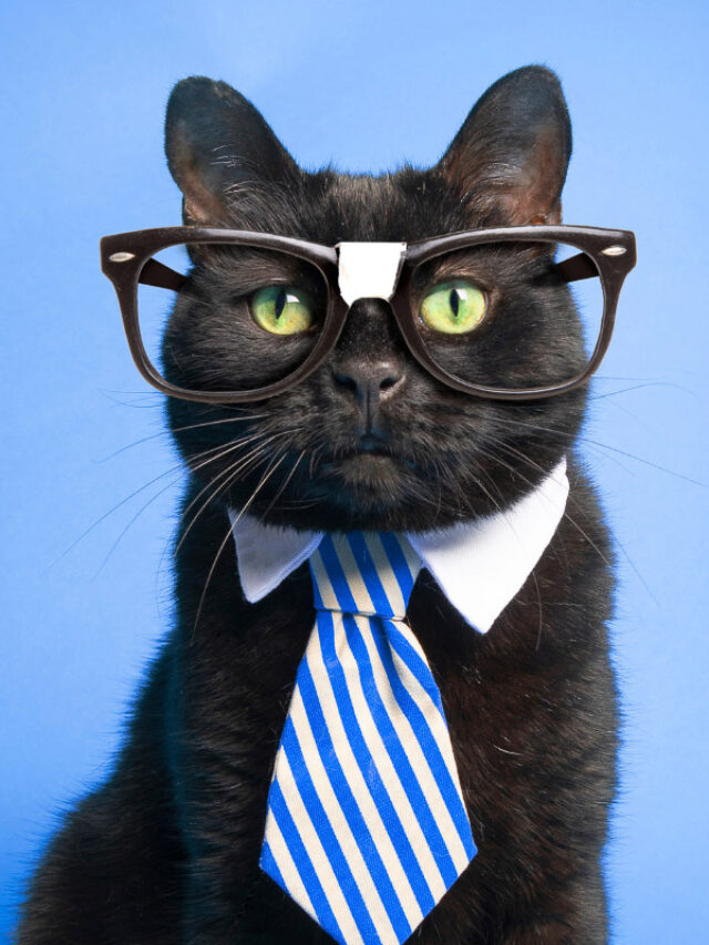 How Long Can a Cat Remember? Everything You Should Know Story The