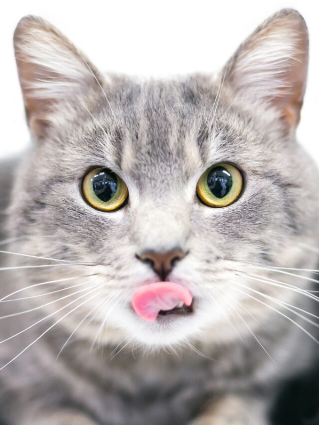 why-do-cats-stick-their-tongues-out-story-the-discerning-cat