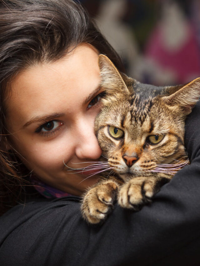 14 Most Affectionate Cat Breeds Youll Love To Snuggle Story The Discerning Cat 2872