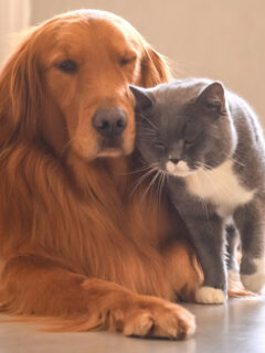 golden retriever dog and grey british short hair cat snuggling