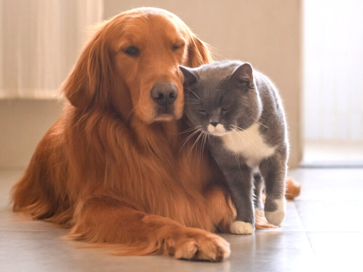Golden Retrievers and Cats | 11 Things You Need to Know
