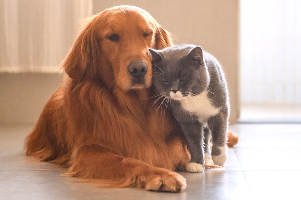 golden retriever dog and grey british short hair cat snuggling