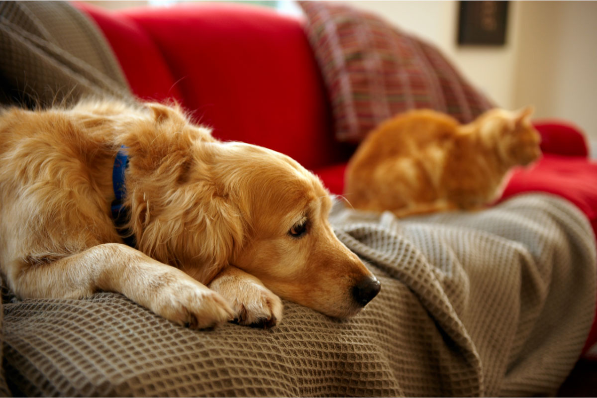 golden retriever dog on couch with ginger cat in background