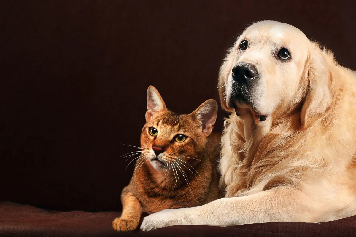 are golden retrievers good dogs around cats