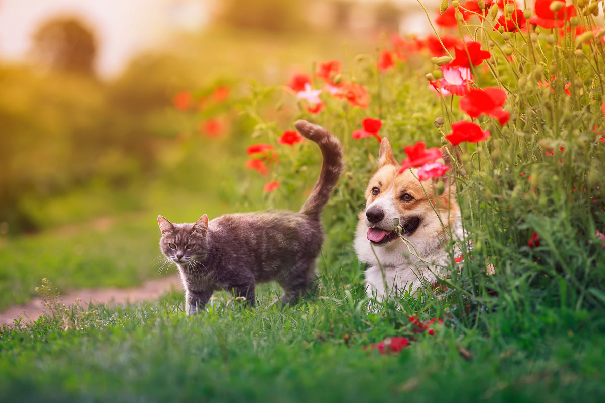 Corgis and Cats: 15 Things You Need to Know 2 grey cat and corgi dog in a field with red flowers