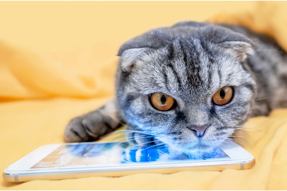 13 Greatest Grey Cat Names You'll Love 2 grey scottish fold with head on tablet