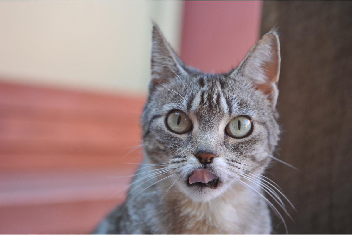 舌を出した灰色のタビー猫