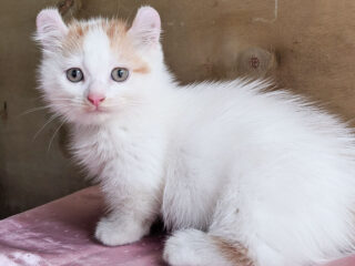 White Kinkalow cat sitting on a pinkish blanket.