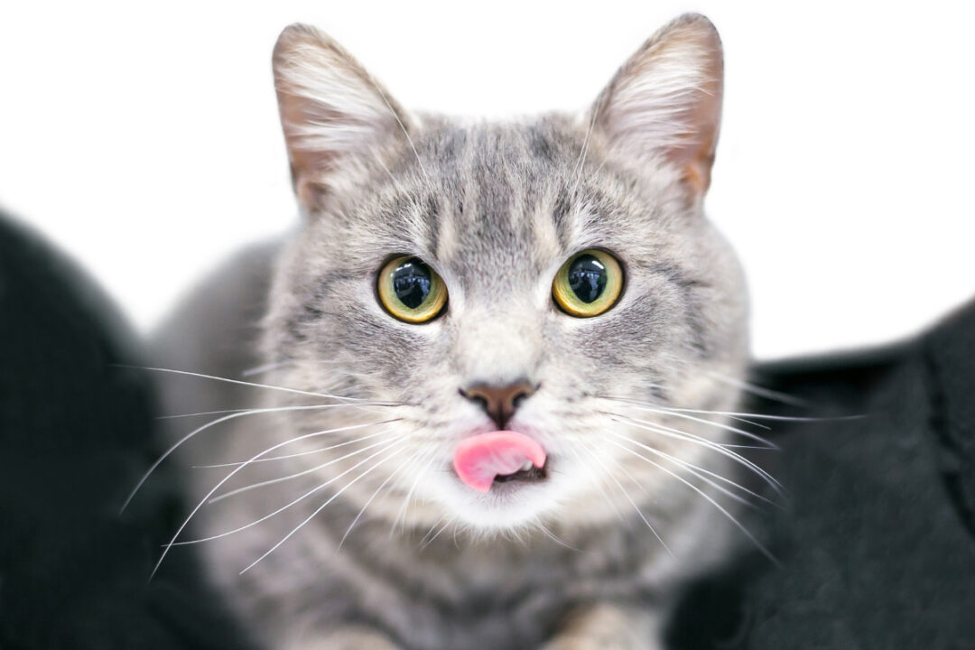 Silver Tabby Cat With Tongue Out 1080x720 