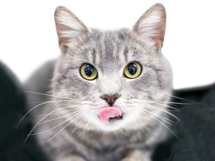 Why do Cats Stick Their Tongues Out? 15 Reasons