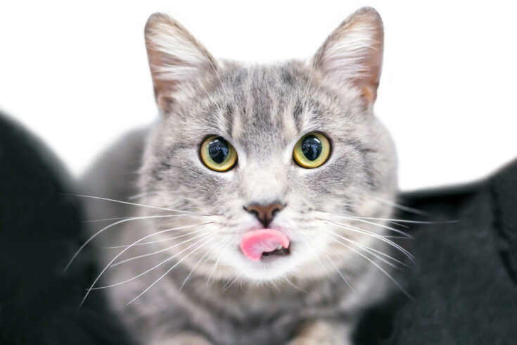 silver tabby cat with tongue out