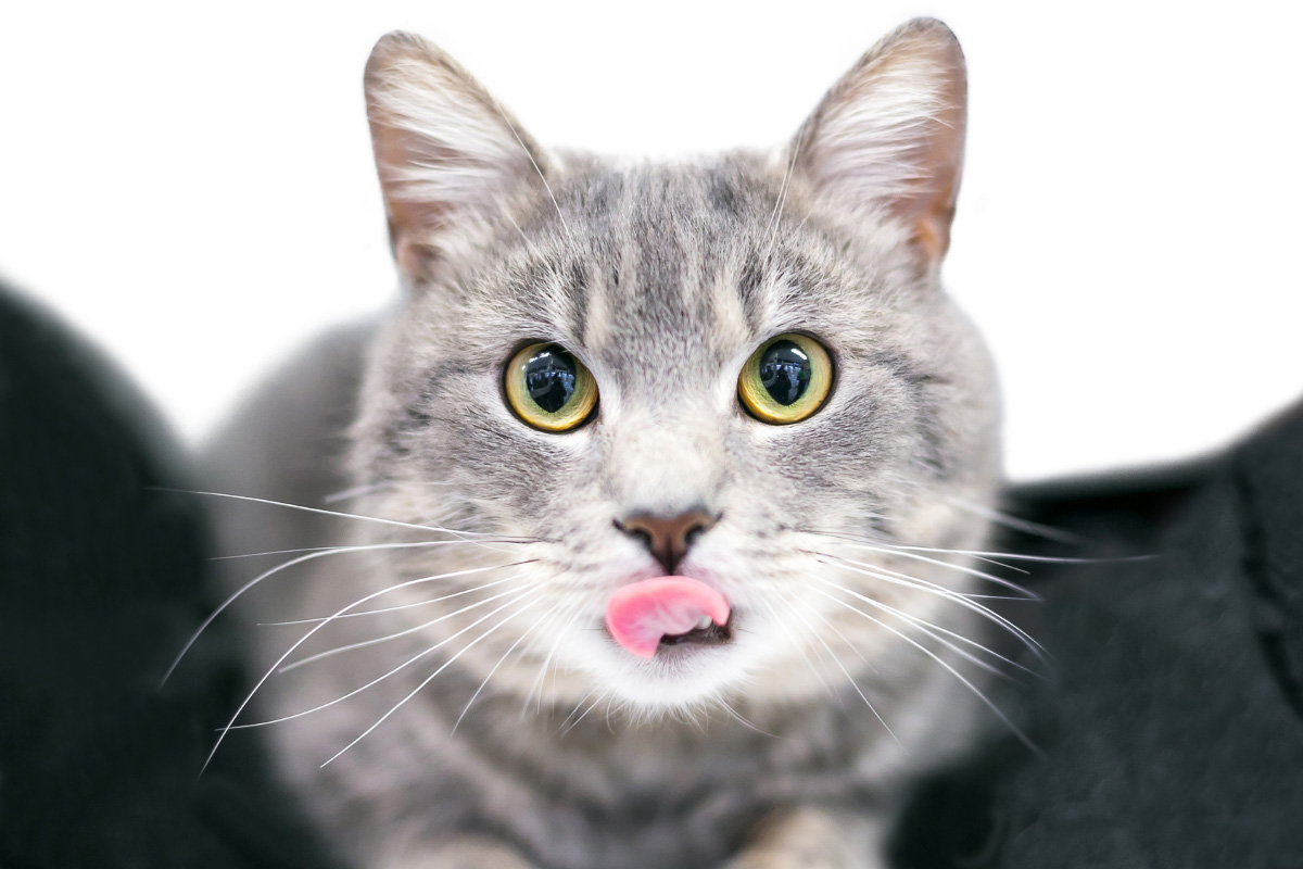 silver tabby cat with tongue out perché i gatti attaccano le loro lingue fuori