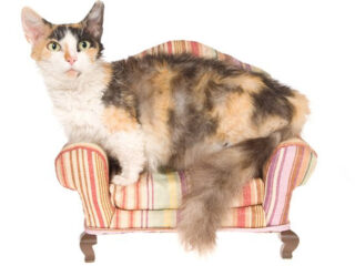 Bicolored Skookum cat sitting on a small multicolored-stripe couch.
