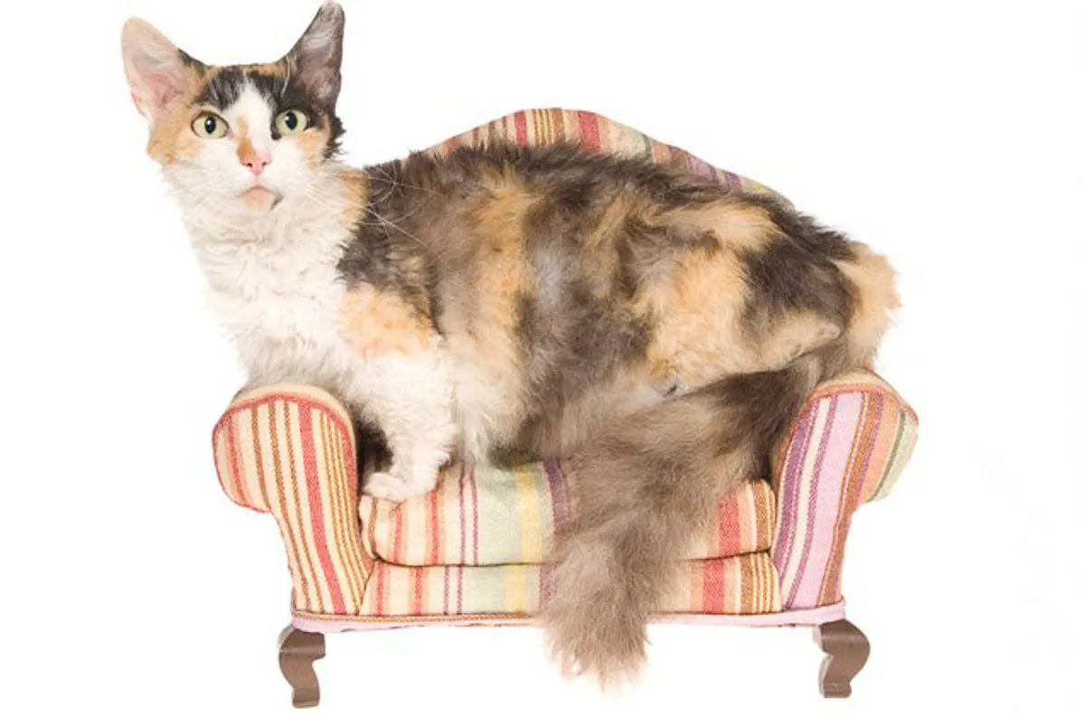 Kısa Bacaklı Kedi Cinsleri 11 Kısa Bacaklı Kedi Türü Resimli  %Post Title