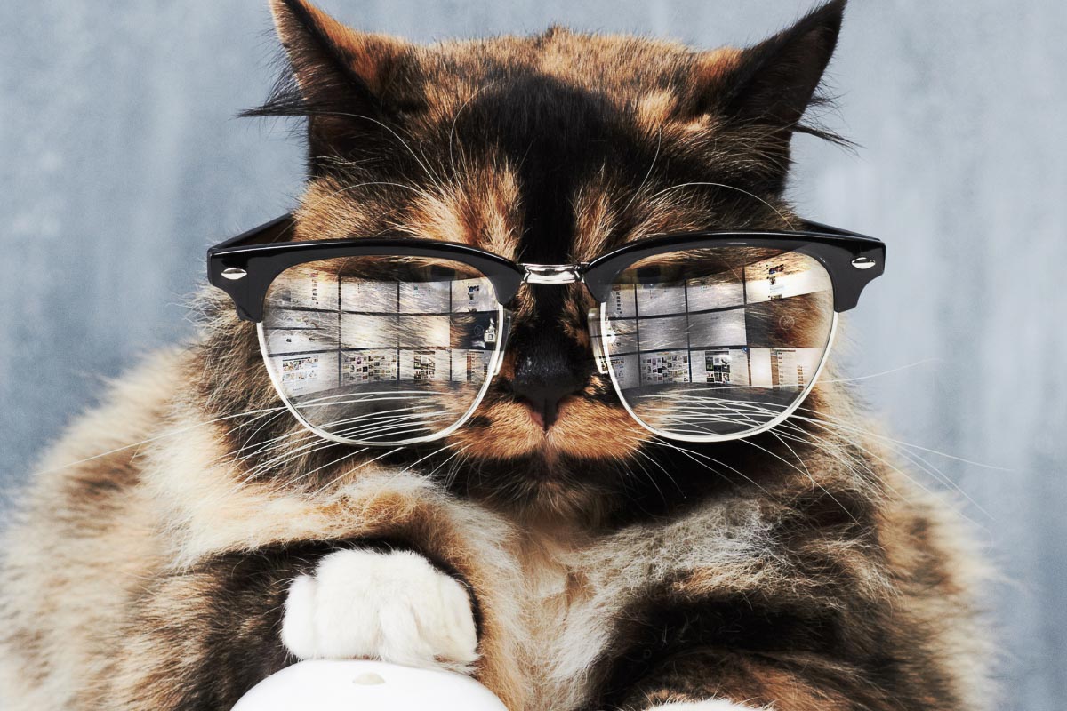13 Best Girl Cat Names You'll Adore 24 tabby cat wearing glasses