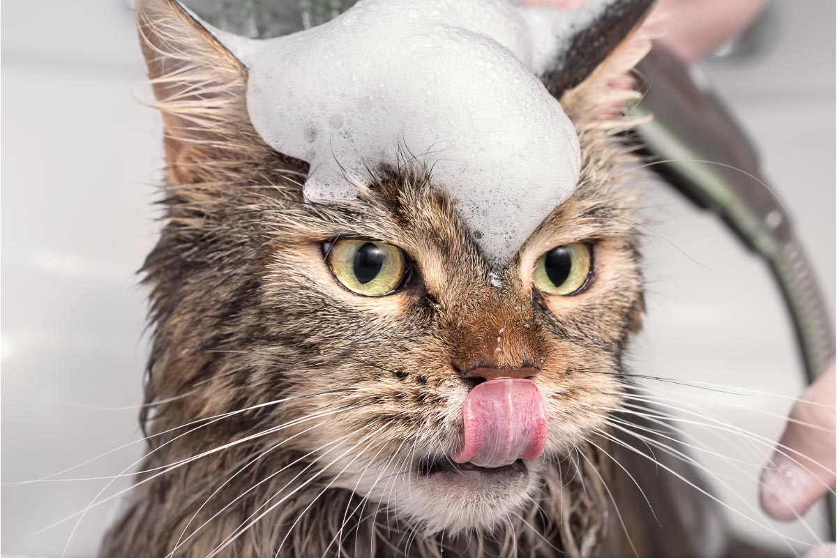 tabby cat with tongue out in bath