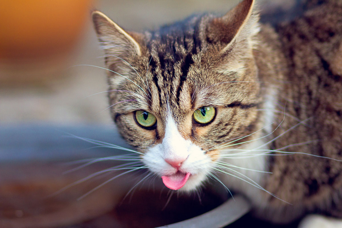 tabby cat with tongue out