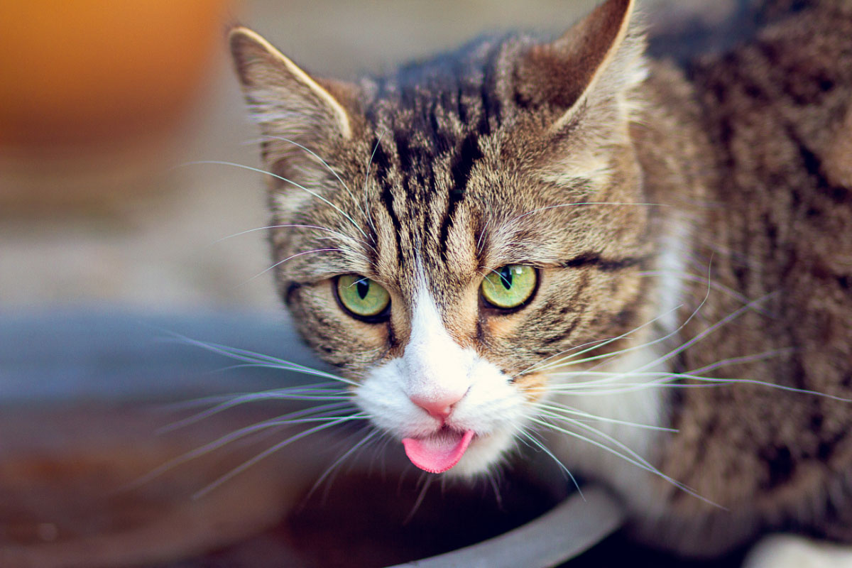  chat tabby avec la langue sortie 