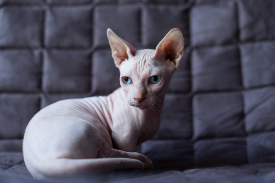 13 Things You Need to Know about the Bambino Cat Breed