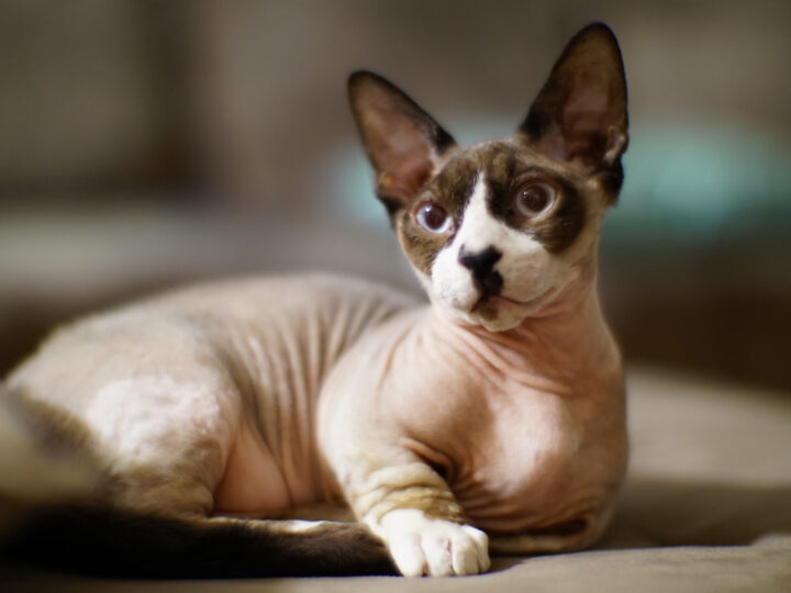 Bambino Cat Breed: 13 Things to Know