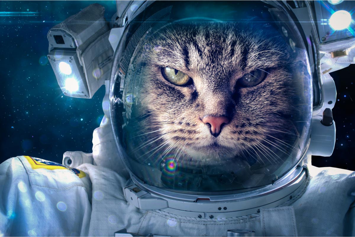 cat in space suit