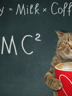 cat with blackboard emc2