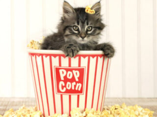 cropped-grey-cat-in-popcorn-container.jpg
