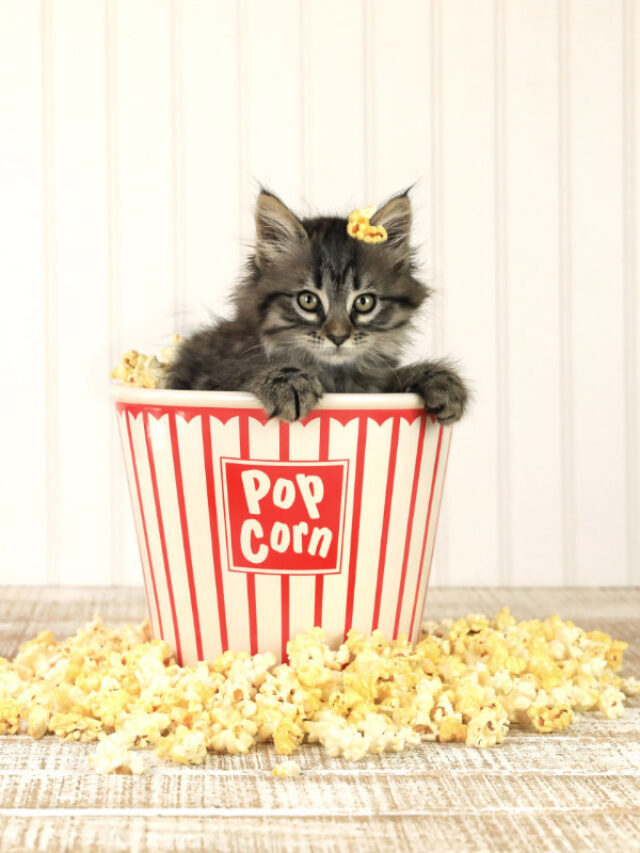 Can Cats Consume Popcorn? Story