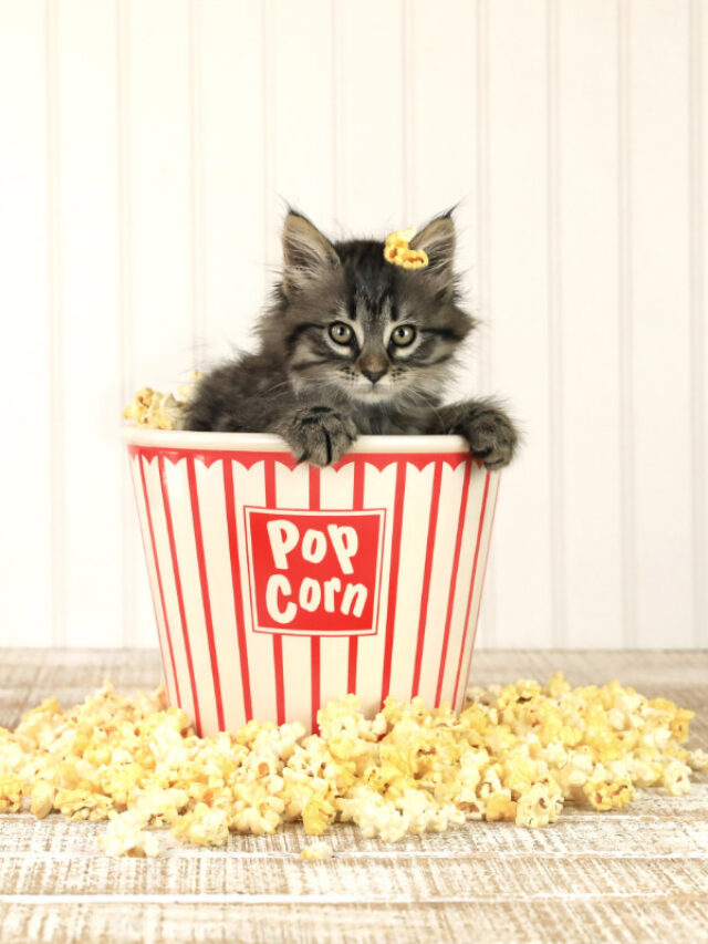 Can Cats Consume Popcorn? Story The Discerning Cat