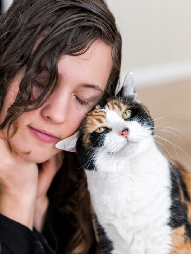 why-do-cats-rub-their-faces-on-things-story-the-discerning-cat