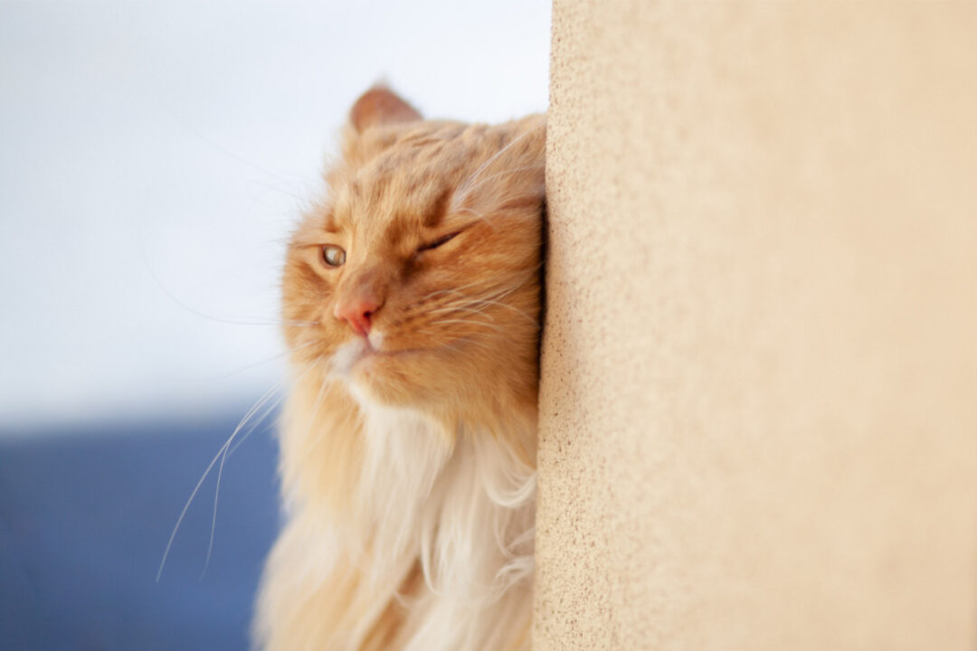 Why do Cats Rub Their Faces on Things? 8 Reasons I Discerning Cat
