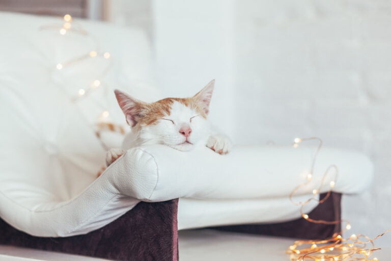 Why do Cats Rub Their Faces on Things? 8 Reasons I Discerning Cat