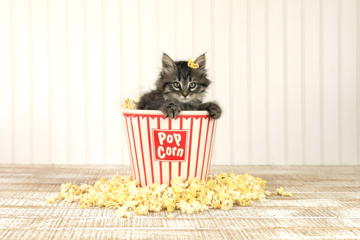 grey cat in popcorn container